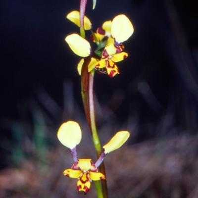 Diuris pardina (Leopard Doubletail) at Gungaderra Grasslands - 4 Oct 2004 by BettyDonWood