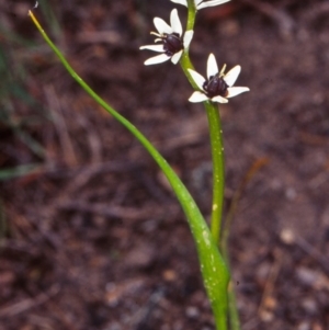 Wurmbea dioica subsp. dioica at Gungaderra Grasslands - 22 Oct 2002