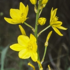 Bulbine bulbosa (Golden Lily, Bulbine Lily) at Hall Cemetery - 11 Nov 2001 by BettyDonWood