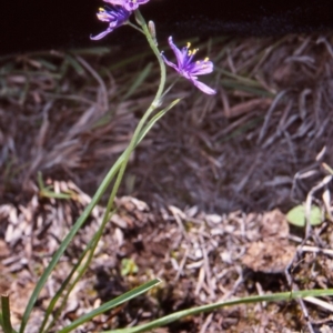 Caesia calliantha at Mulligans Flat - 15 Dec 2004