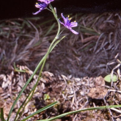 Caesia calliantha (Blue Grass-lily) at Mulligans Flat - 15 Dec 2004 by BettyDonWood