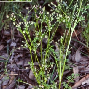 Daucus glochidiatus at Mulligans Flat - 25 Nov 1998