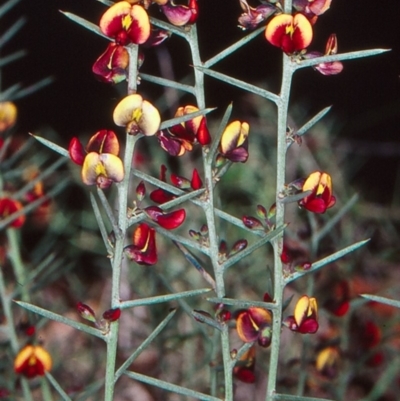 Daviesia genistifolia (Broom Bitter Pea) at Mulligans Flat - 4 Oct 2004 by BettyDonWood