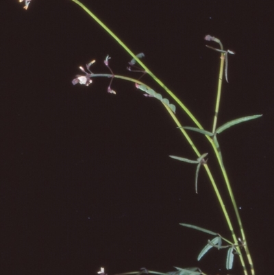 Grona varians (Slender Tick-Trefoil) at Mulligans Flat - 26 Nov 2004 by BettyDonWood