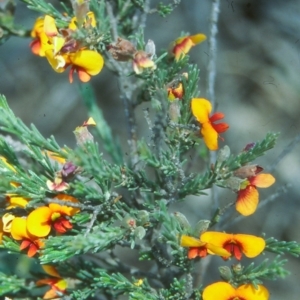 Dillwynia sericea at Mulligans Flat - 19 Nov 2003 12:00 AM