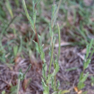 Epilobium hirtigerum (Hairy Willowherb) at Mulligans Flat - 18 Nov 2003 by BettyDonWood