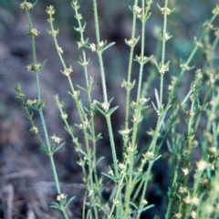 Galium gaudichaudii subsp. gaudichaudii (Rough Bedstraw) at Mulligans Flat - 17 Nov 2003 by BettyDonWood