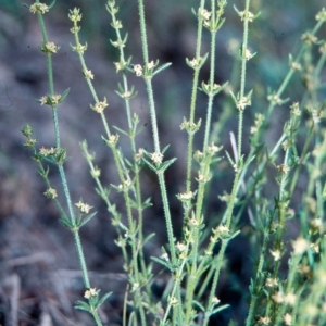 Galium gaudichaudii subsp. gaudichaudii at Mulligans Flat - 17 Nov 2003