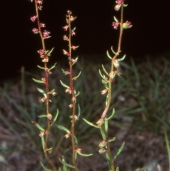 Haloragis heterophylla (Variable Raspwort) at Mulligans Flat - 15 Dec 2004 by BettyDonWood