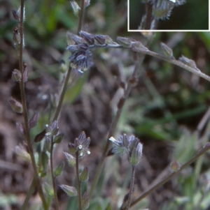 Myosotis discolor at Mulligans Flat - 18 Nov 2003