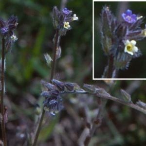 Myosotis discolor at Mulligans Flat - 18 Nov 2003