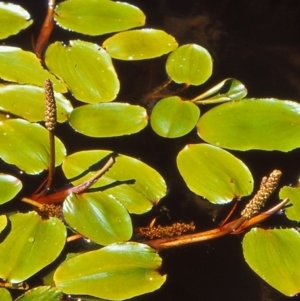 Potamogeton sulcatus at Mulligans Flat - 25 Oct 2004