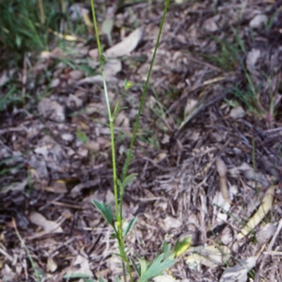 Ranunculus lappaceus (Australian Buttercup) at Mulligans Flat - 16 Nov 2003 by BettyDonWood