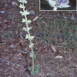 Salvia verbenaca var. verbenaca at Mulligans Flat - 18 Nov 2003 12:00 AM