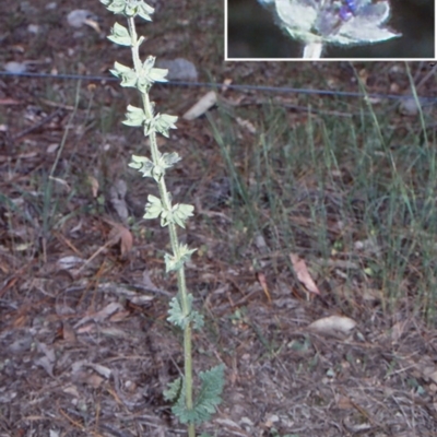 Salvia verbenaca var. verbenaca (Wild Sage) at Mulligans Flat - 17 Nov 2003 by BettyDonWood