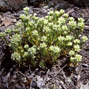 Scleranthus diander at Mulligans Flat - 17 Nov 2003