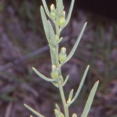 Thesium australe (Austral Toadflax) at Mulligans Flat - 14 Dec 2004 by BettyDonWood