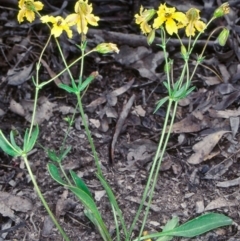 Velleia paradoxa (Spur Velleia) at Mulligans Flat - 24 Nov 1998 by BettyDonWood