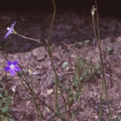 Wahlenbergia multicaulis (Tadgell's Bluebell) at Mulligans Flat - 14 Dec 2004 by BettyDonWood