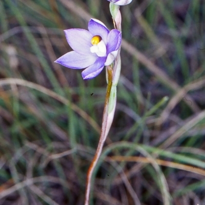 Thelymitra arenaria (Forest Sun Orchid) at Gundaroo, NSW - 26 Oct 2002 by BettyDonWood