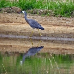 Egretta novaehollandiae at Fyshwick, ACT - 21 Dec 2018 11:21 AM