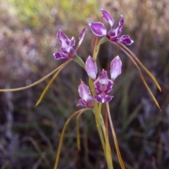 Diuris dendrobioides (Late Mauve Doubletail) at Boorowa, NSW - 11 Dec 2005 by BettyDonWood