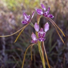 Diuris dendrobioides (Late Mauve Doubletail) by BettyDonWood