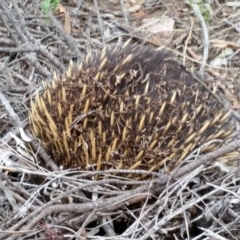 Tachyglossus aculeatus (Short-beaked Echidna) at Yarralumla, ACT - 31 Jan 2015 by jpittock