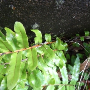 Blechnum minus at Paddys River, ACT - 2 May 2015 11:29 AM