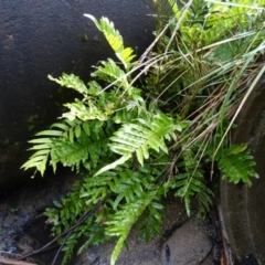 Blechnum minus at Paddys River, ACT - 2 May 2015 11:29 AM