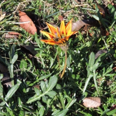 Gazania x splendens (Gazania) at Gordon, ACT - 2 Mar 2015 by michaelb