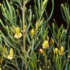 Bertya cunninghamii subsp. cunninghamii at Bungonia National Park - 3 Feb 2000 by BettyDonWood