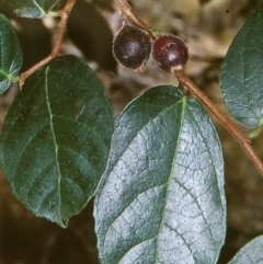 Ficus coronata (Creek Sandpaper Fig) at Bungonia National Park - 27 Feb 1998 by BettyDonWood