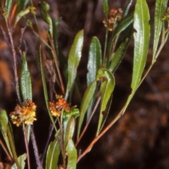 Dodonaea viscosa subsp. spatulata (Broad-leaved Hop Bush) at Bungonia National Park - 29 Dec 1997 by BettyDonWood