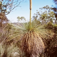 Xanthorrhoea glauca subsp. angustifolia (Grey Grass-tree) at Bungonia National Park - 29 Dec 1997 by BettyDonWood