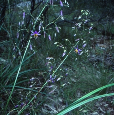 Dianella revoluta var. revoluta (Black-Anther Flax Lily) at Bungonia National Park - 20 Nov 1998 by BettyDonWood
