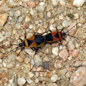 Dindymus versicolor at Fyshwick, ACT - 21 Dec 2018 11:40 AM