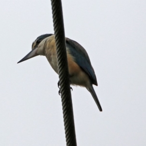 Todiramphus sanctus at Fyshwick, ACT - 21 Dec 2018 11:36 AM