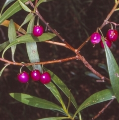 Myoporum montanum (Western Boobialla, Water Bush) at Bungonia National Park - 28 Dec 1997 by BettyDonWood