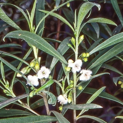 Myoporum montanum (Western Boobialla, Water Bush) at Bungonia National Park - 27 May 1998 by BettyDonWood