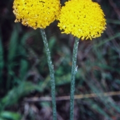 Ammobium craspedioides (Yass Daisy) at Bookham, NSW - 16 Nov 2001 by BettyDonWood