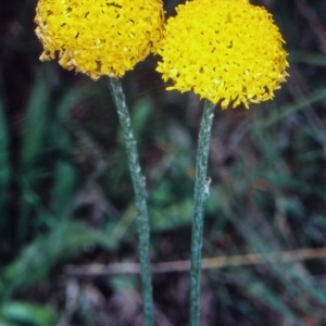 Ammobium craspedioides at Bookham, NSW - 16 Nov 2001