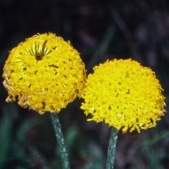 Ammobium craspedioides at Bookham, NSW - 16 Nov 2001