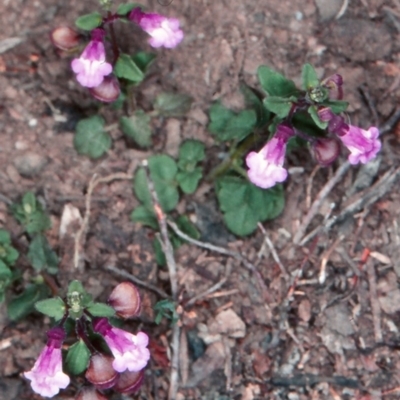 Scutellaria humilis (Dwarf Skullcap) at Bungonia National Park - 4 Nov 1997 by BettyDonWood