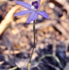 Cyanicula caerulea (Blue Fingers, Blue Fairies) at Bungonia National Park - 1 Sep 1998 by BettyDonWood