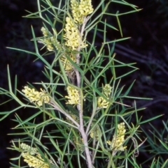 Grevillea raybrownii at Bungonia National Park - 31 Aug 1998 by BettyDonWood
