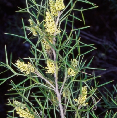 Grevillea raybrownii at Bungonia National Park - 1 Sep 1998 by BettyDonWood