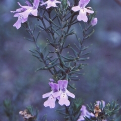 Westringia eremicola (Slender Western Rosemary) at Bungonia National Park - 1 Sep 1998 by BettyDonWood