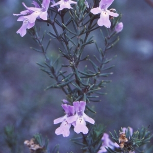 Westringia eremicola at Bungonia National Park - 1 Sep 1998 12:00 AM