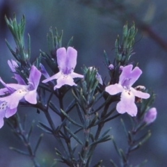 Westringia eremicola at Bungonia National Park - 1 Sep 1998 12:00 AM